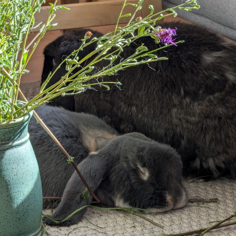 Ocean und Nidoran kuscheln